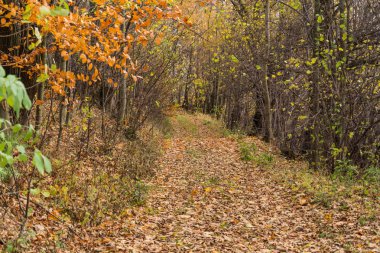 Parlak yeşil orman doğal geçit güneşli gün ışığında. Gün ışığı orman ağaçları. Canlı yeşil orman sayesinde güneş. Huzurlu orman