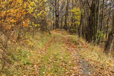 Parlak yeşil orman doğal geçit güneşli gün ışığında. Gün ışığı orman ağaçları. Canlı yeşil orman sayesinde güneş. Huzurlu orman