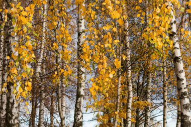 güzel ince huş ağaçları 