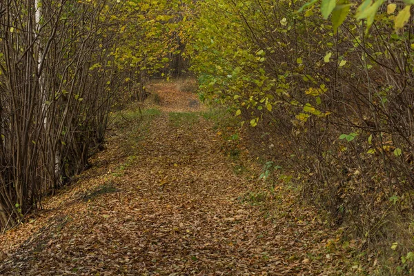 Bright green forest natural walkway in sunny day light. Sunshine forest trees. Sun through vivid green forest. Peaceful forest — Stock Photo, Image