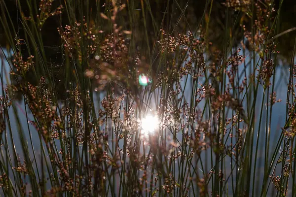 Plantas de silueta junto al lago ping cerca del atardecer — Foto de Stock