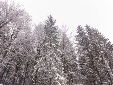 Dağlardaki kış ağaçları taze karla kaplıdır.