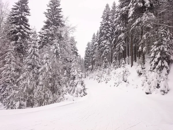 Winter trees in mountains covered with fresh snow — Stock Photo, Image