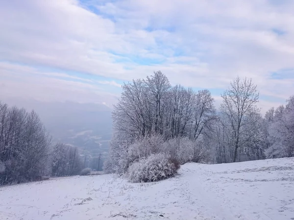 Snow meadow with snowy trees in landscape — Stock Photo, Image