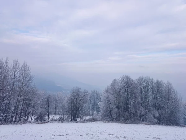 Prado de nieve con árboles nevados en el paisaje —  Fotos de Stock