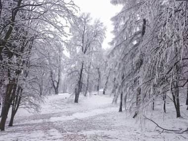 Ağaçların altında kış, kar