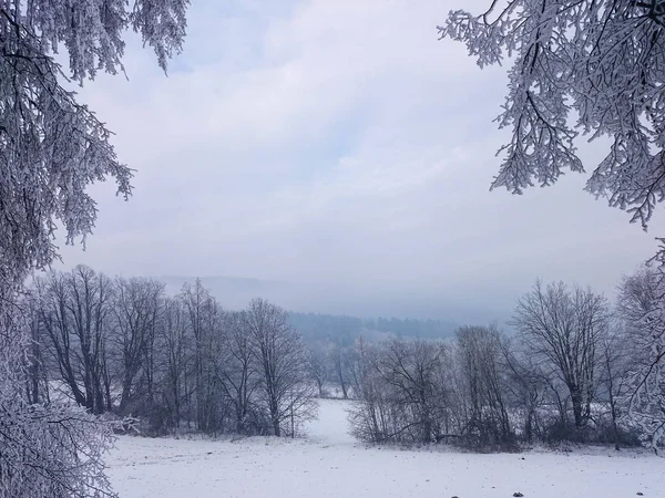 Árboles bajo la nieve en el invierno —  Fotos de Stock