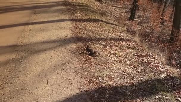 Veverky rozpustilost v podzimním lese — Stock video