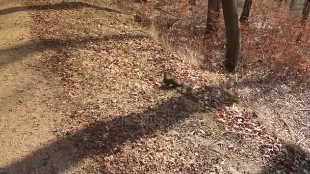 秋の森でリスはしゃぐ — ストック動画