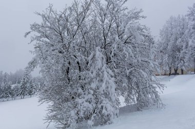 Ağaçların altında kış, kar