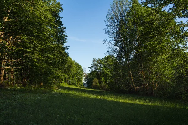 Světle zelený Les přírodní chodník ve světle slunečný den. Sluníčko lesních stromů. Slunce přes živý zelený les. Klidného lesa — Stock fotografie