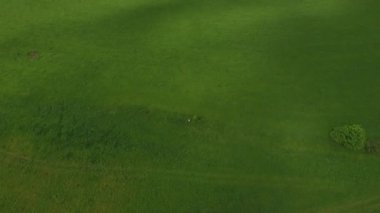 Havadan görünümü. Gün batımı. Bir yeşil çimenli tepe üzerinde uçuş.