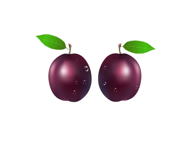 Quality realistic vector plum collection. Purple plums with water drops isolated on white background. — Stock Vector