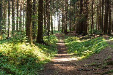 Yumuşak bahar güneşinin aydınlattığı dar yol. Orman bahar doğası. Bahar ormanı orman ağaçları ile doğal manzara