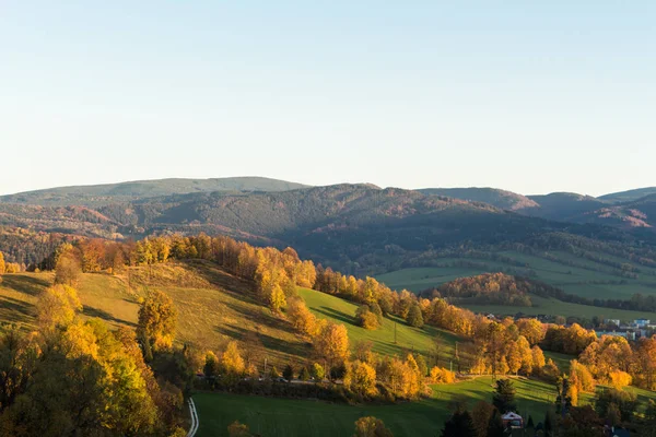 Paesaggio estivo di giovane foresta verde con cielo blu brillante — Foto Stock