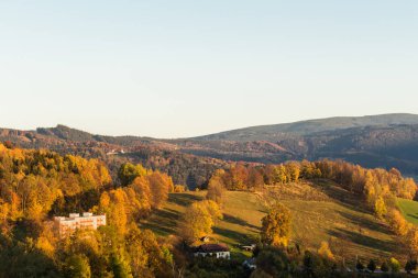 Genç yeşil orman yaz peyzaj 