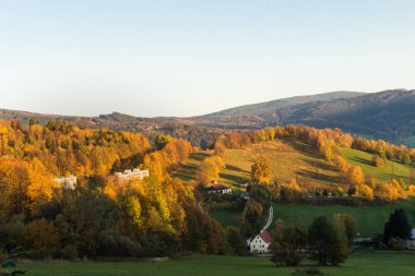 Genç yeşil orman yaz peyzaj 
