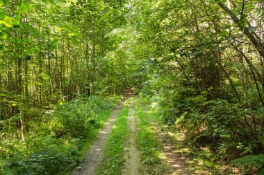 Yumuşak bahar güneşinin aydınlattığı dar yol. Orman bahar doğası. Bahar ormanı orman ağaçları ile doğal manzara