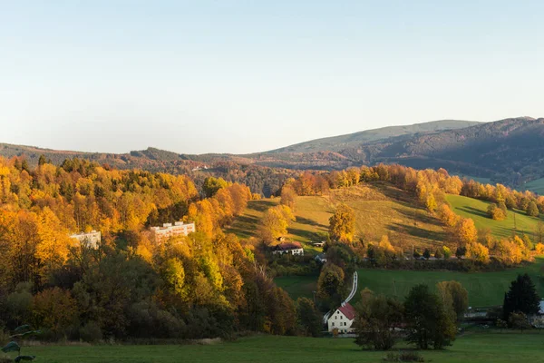 Genç yeşil orman yaz peyzaj 