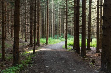 Yumuşak bahar güneşinin aydınlattığı dar yol. Orman bahar doğası. Bahar ormanı orman ağaçları ile doğal manzara