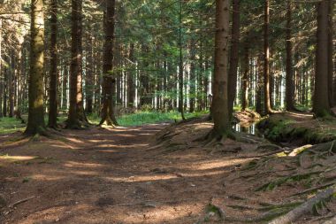 Yumuşak bahar güneşinin aydınlattığı dar yol. Orman bahar doğası. Bahar ormanı orman ağaçları ile doğal manzara