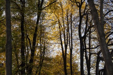 Orman bahar doğa manzara bahar güneşli havalarda.