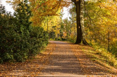Yumuşak bahar güneşinin aydınlattığı dar yol. Orman bahar doğası. Bahar ormanı orman ağaçları ile doğal manzara