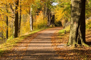 Yumuşak bahar güneşinin aydınlattığı dar yol. Orman bahar doğası. Bahar ormanı orman ağaçları ile doğal manzara