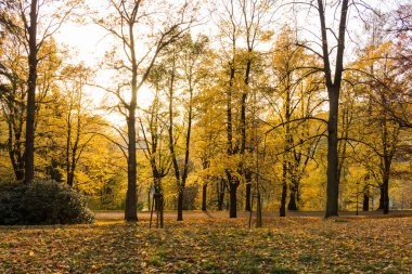 Orman bahar doğa manzara bahar güneşli havalarda. Ormanda günbatımı.