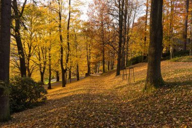 Yumuşak bahar güneşinin aydınlattığı dar yol. Orman bahar doğası. Bahar ormanı orman ağaçları ile doğal manzara