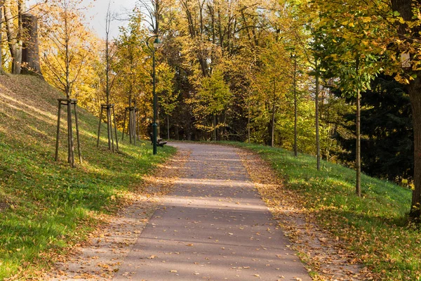 Sentiero stretto illuminato dalla morbida luce solare primaverile. Natura primaverile della foresta. Primavera foresta paesaggio naturale con alberi forestali — Foto Stock