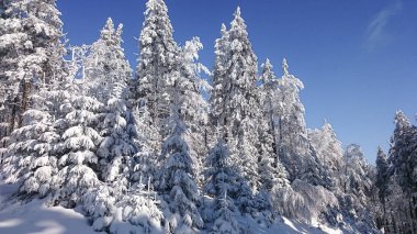Dağlarda kar ve karla kaplı ağaçlar