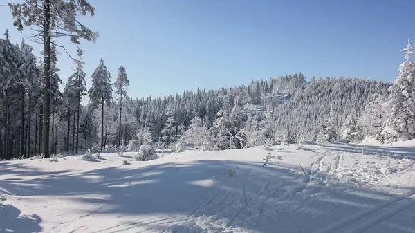 Dağlarda kar ve karla kaplı ağaçlar — Stok fotoğraf