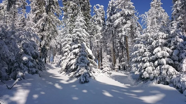 Δέντρα καλυμμένα με πάγο και χιόνι στα βουνά — Φωτογραφία Αρχείου