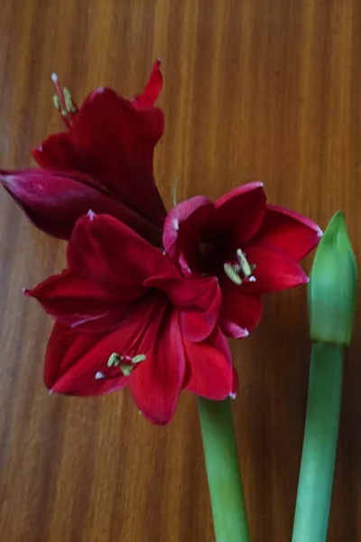 Vörös Amaryllis virág, fa háttér. — Stock Fotó