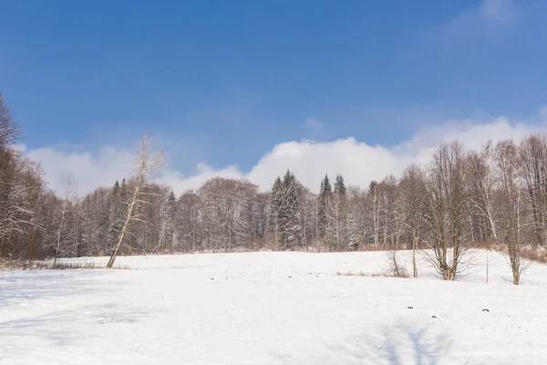 Frío día de invierno hermosas heladas y rimas en los árboles — Foto de Stock