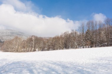 Güneşli bir gün bir parkta kış Panoraması
