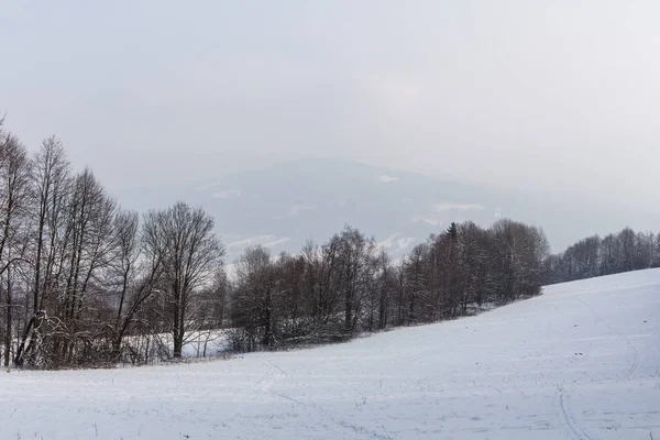 Panorama de invierno de un parque en un día soleado — Foto de Stock