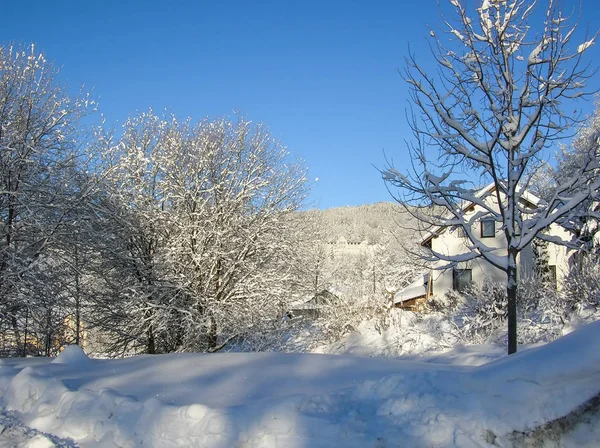 Bäume mit Schnee bedeckt auf einem Winterberg. Winter in den Bergen. — Stockfoto