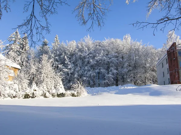 Träd täckta med snö på en vinter mountain — Stockfoto