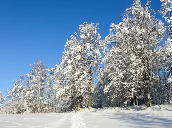 Vinter bakgrund. Frostiga grenar av vinter träden mot blå himmel. Skog vinter landskap scen. Snöiga trädtopparna i vinter — Stockfoto