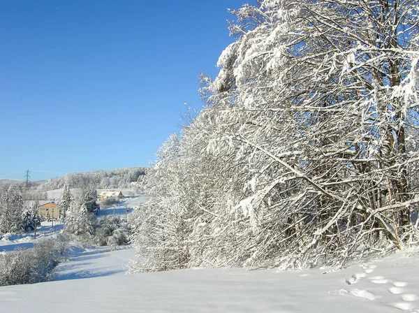 冬の夕日。雪の山。凍った雪に覆われた木々 と青空のパノラマ. — ストック写真
