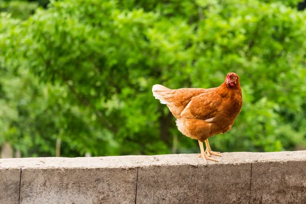 Un colorido pollo de pie en la pared de hormigón con luz solar en la mañana — Foto de Stock