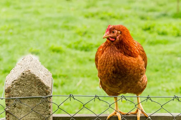 Un colorido pollo de pie en la pared de hormigón con luz solar en la mañana — Foto de Stock