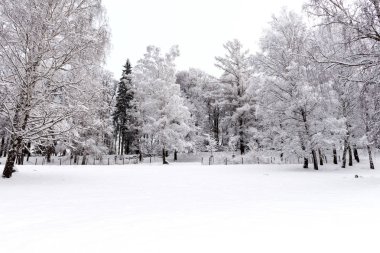 Kış ağaçlarıyla kışın dağ manzarası.