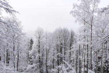 çam ağaçları kış Dağı'nda kar ile kaplı.