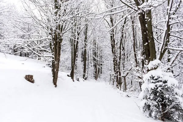 Árboles cubiertos de nieve en el bosque de invierno en el día soleado. Hermoso paisaje de invierno . — Foto de Stock