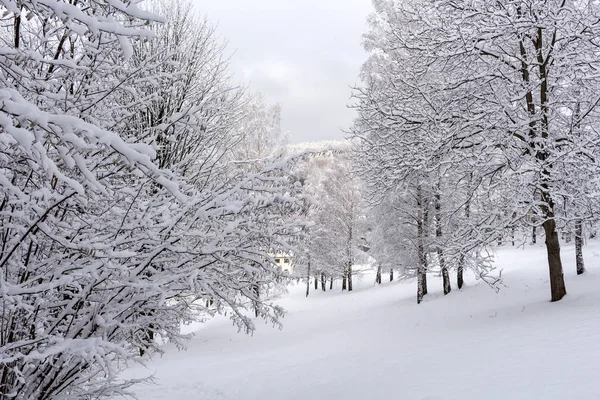 Snö på trädgrenar. Vinter vy av träd täckta med snö. Svårighetsgraden av grenarna under snön. — Stockfoto