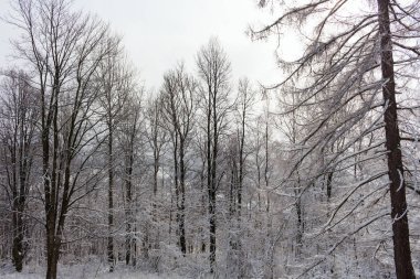 Dağlardaki kış ağaçları taze karla kaplıdır.