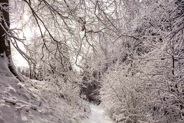 モミの木は冬の山に雪で覆われて — ストック写真